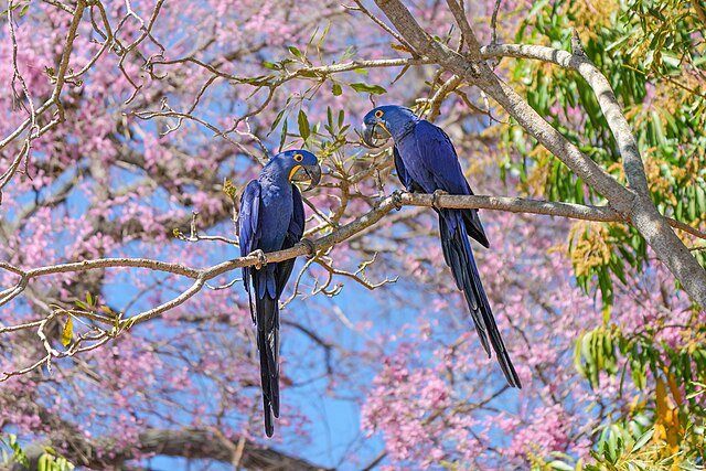 South America